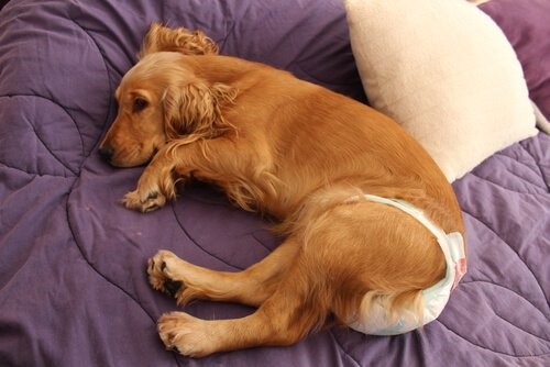 Windeln für Hunde - Hund mit Windel