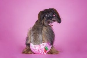 Windeln für Hunde: wann, wie und warum