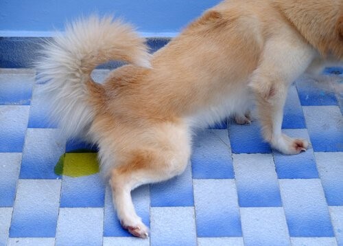 Windeln für Hunde - Inkontinenz
