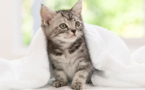 Die Wohnung für die Adoption eines Kätzchens vorbereiten