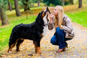 Aktivitäten mit dem Hund - Ideen