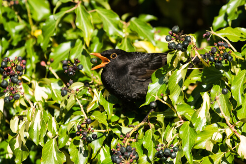 Die Amsel und ihr Gesang