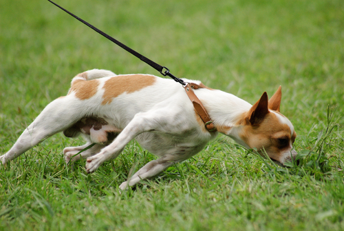 Hunde sollten beim Spaziergang nicht ständig an der Leine ziehen