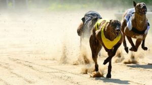Anatomie des Windhundes: warum ist er so schnell?