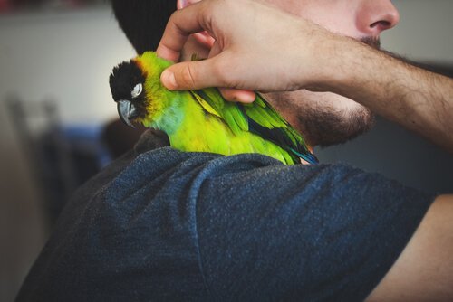 Wie ist die Augenuntersuchung für Haustiere?