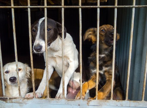 Ausgesetzte Hunde