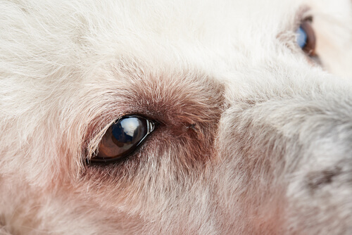 Bindehautentzündung bei Hunden erste Anzeichen Deine Tiere