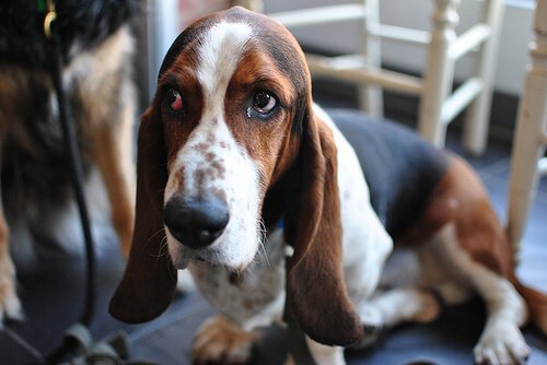 Bindehautentzündung kommt oft bei Basset Hounds vor
