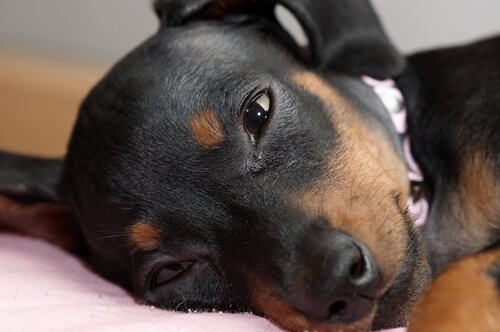 Bindehautentzündung bei Hunden zeigt sich im Verhalten des Tieres
