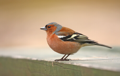 Der Buchfink und sein Gesang