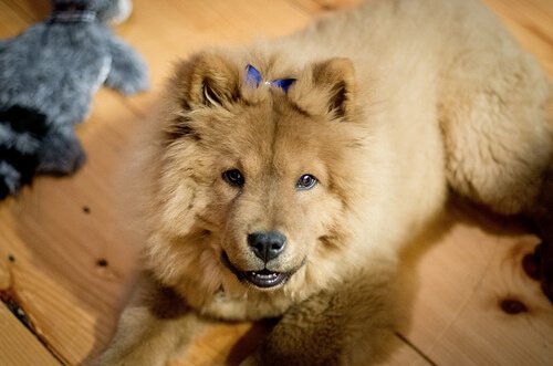 Chow Chows haben für gewöhnlich eine blaue Zunge
