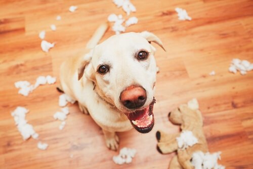 Das Gedächtnis der Hunde