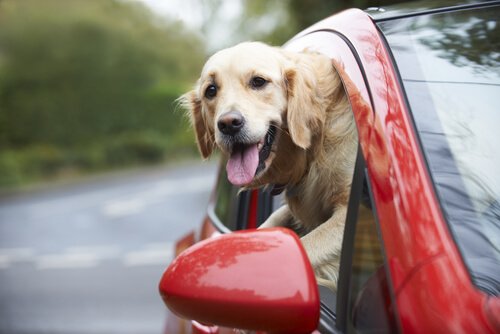 Sicherheit im Auto, um Gefahren für Hund zu vermeiden 