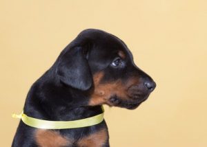 Projekt Gelber Hund: mehr Freiraum für dein Haustier