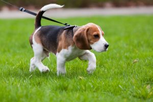 Spaziergang mit dem Hund ohne Nervosität