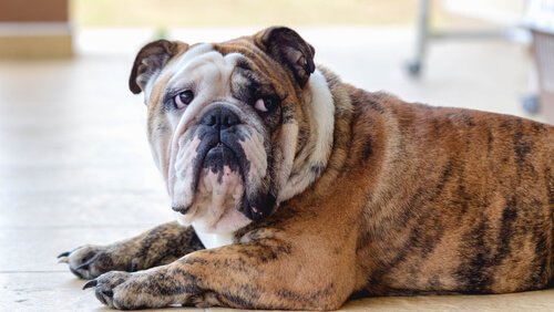 Bei Depressionen besser den Tierpsychologen aufsuchen