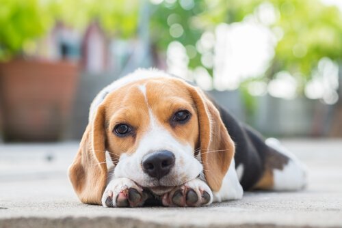Deprimierter Hund