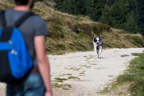 Der Hund muss unbedingt auf den Ruf hören