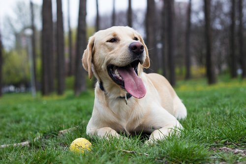 Der Labrador und sein Ball