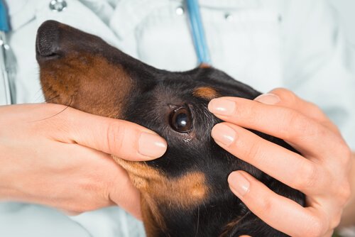Der Tierarzt behandelt Erkrankungen an den Augen