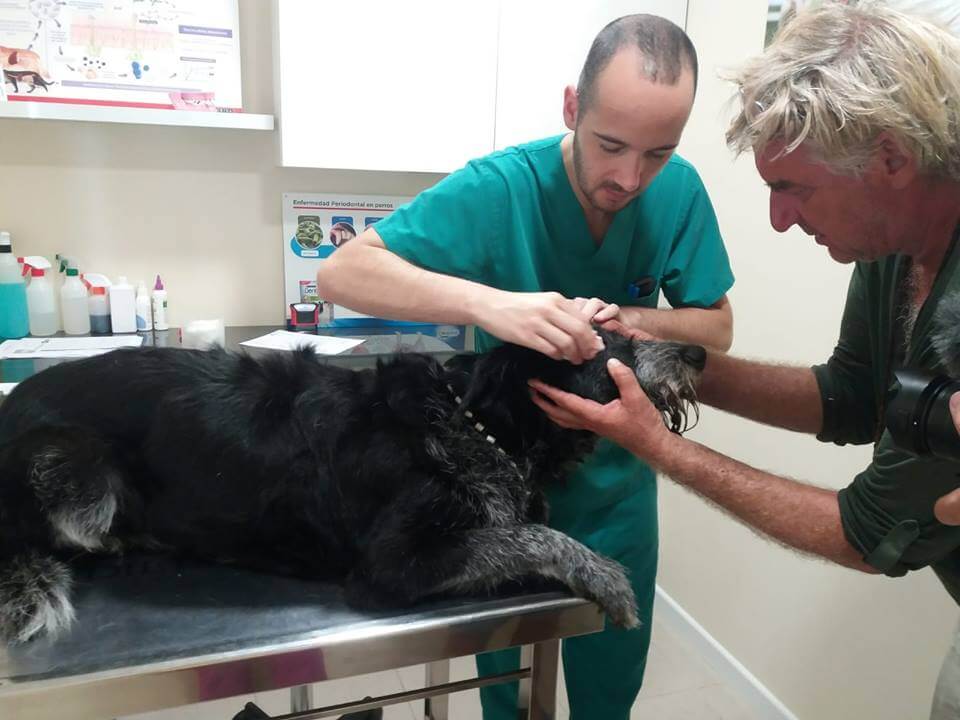 Die Ferien vom Hund Bob