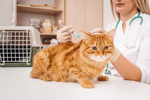 Die Kastration bei Katzen