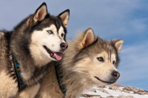 Unterschiede zwischen Alaskan Malamute und Siberian Husky