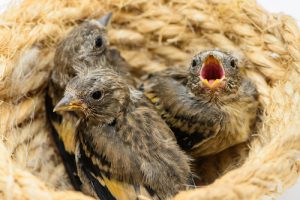 Wie man ein Distelfink-Küken ernährt