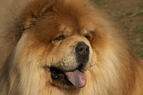 Eine blaugefleckte Zunge beim Chow Chow