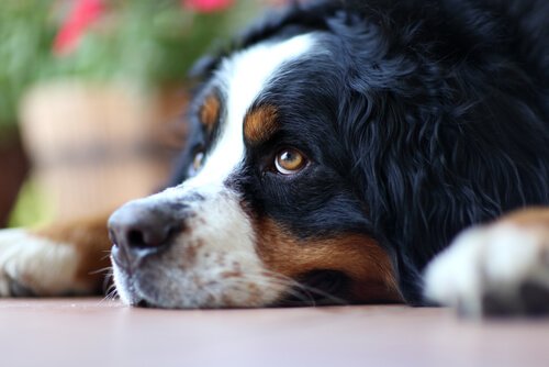 Wie vermeidet man Einsamkeit bei Hunden?