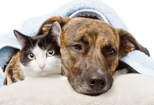 Entzündungshemmende Mittel für Hunde und Katzen