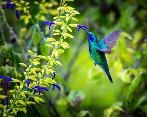 Die aufregenden Farben des Kolibri