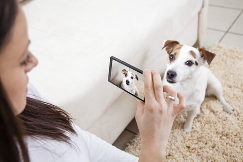 Foto vom Hund