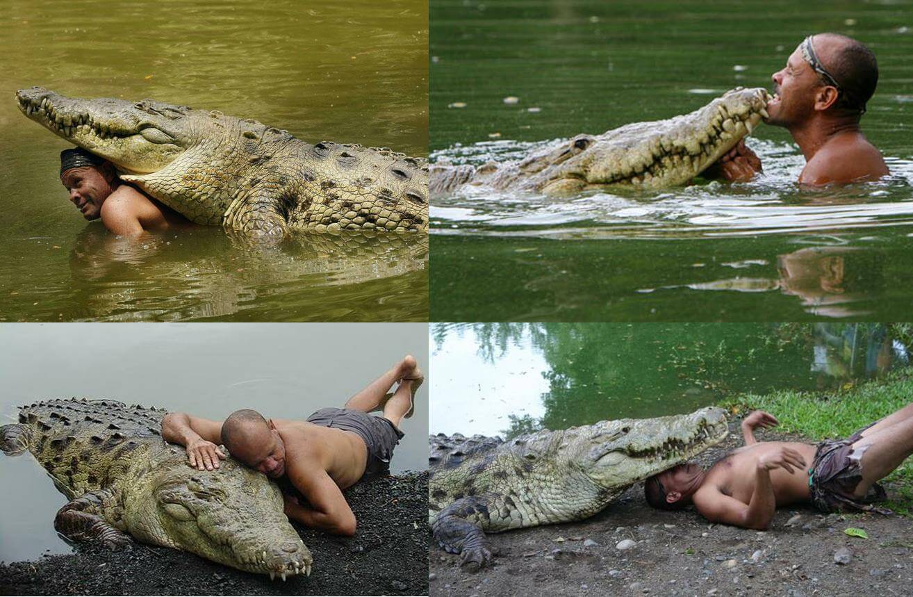 Erstaunliche Freundschaft zwischen Krokodil und Mann