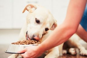 Futtermittel für Hunde: Preis-Leistungs-Verhältnis