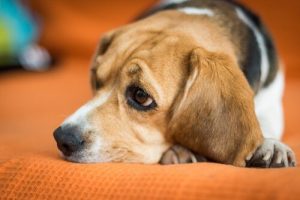 Wann braucht dein Haustier einen Tierpsychologen?