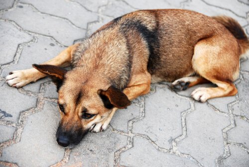 Gelbes Erbrechen bei Hunden kann viele Ursachen haben