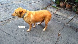 Gelbes Erbrechen bei Hunden: Ursachen und Symptome