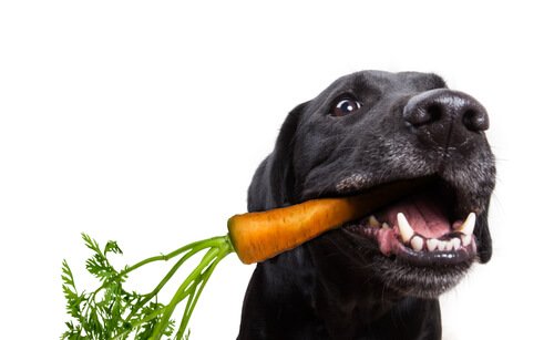 Welches Gemüse kann man Hunden geben?