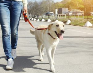 Gesunde Angewohnheiten für Hunde