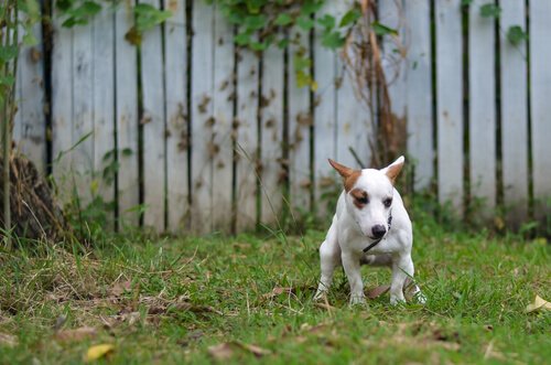 Giardiasis bei Hunden - was ist das?