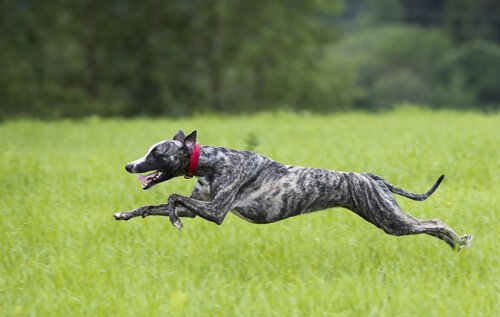 Großes Herz, schneller Hund