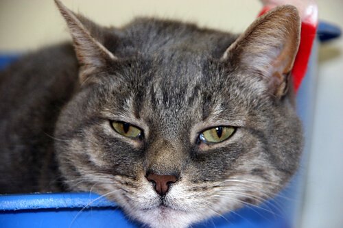 Aids ist eine häufige Katzenkrankheit