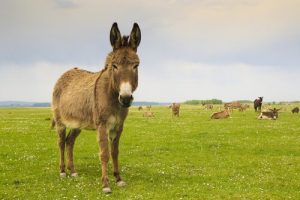 Hausesel, Maulesel und Wildesel - welchen Unterschied gibt es?