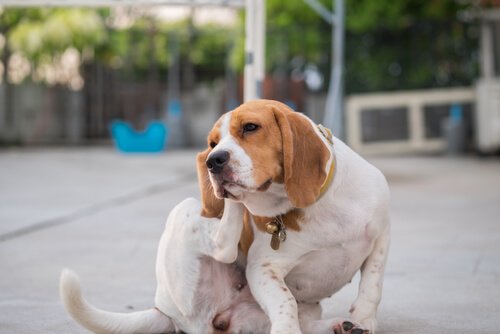 Hautallergien bei Hunden lösen ebenfalls Juckreiz an den Ohren aus