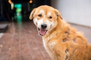 Hautausschlag bei Hunden - was kann man tun?