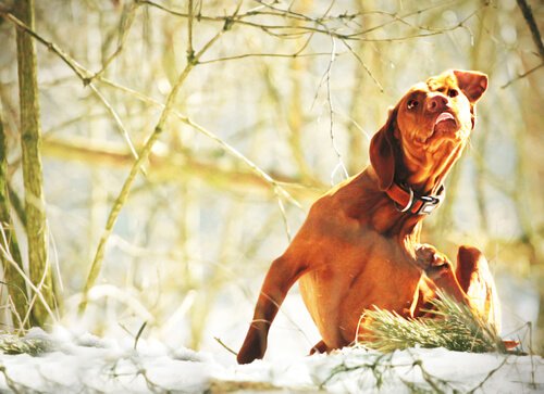 Hautausschlag bei Hunden juckt