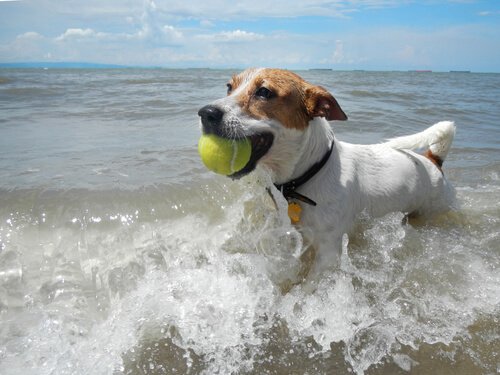 Aktivitäten mit dem Hund am Strand