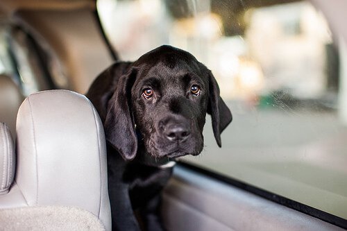 Sicherheit im Auto: Hund bitte anschnallen
