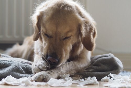 Hund zerknabbert Möbel